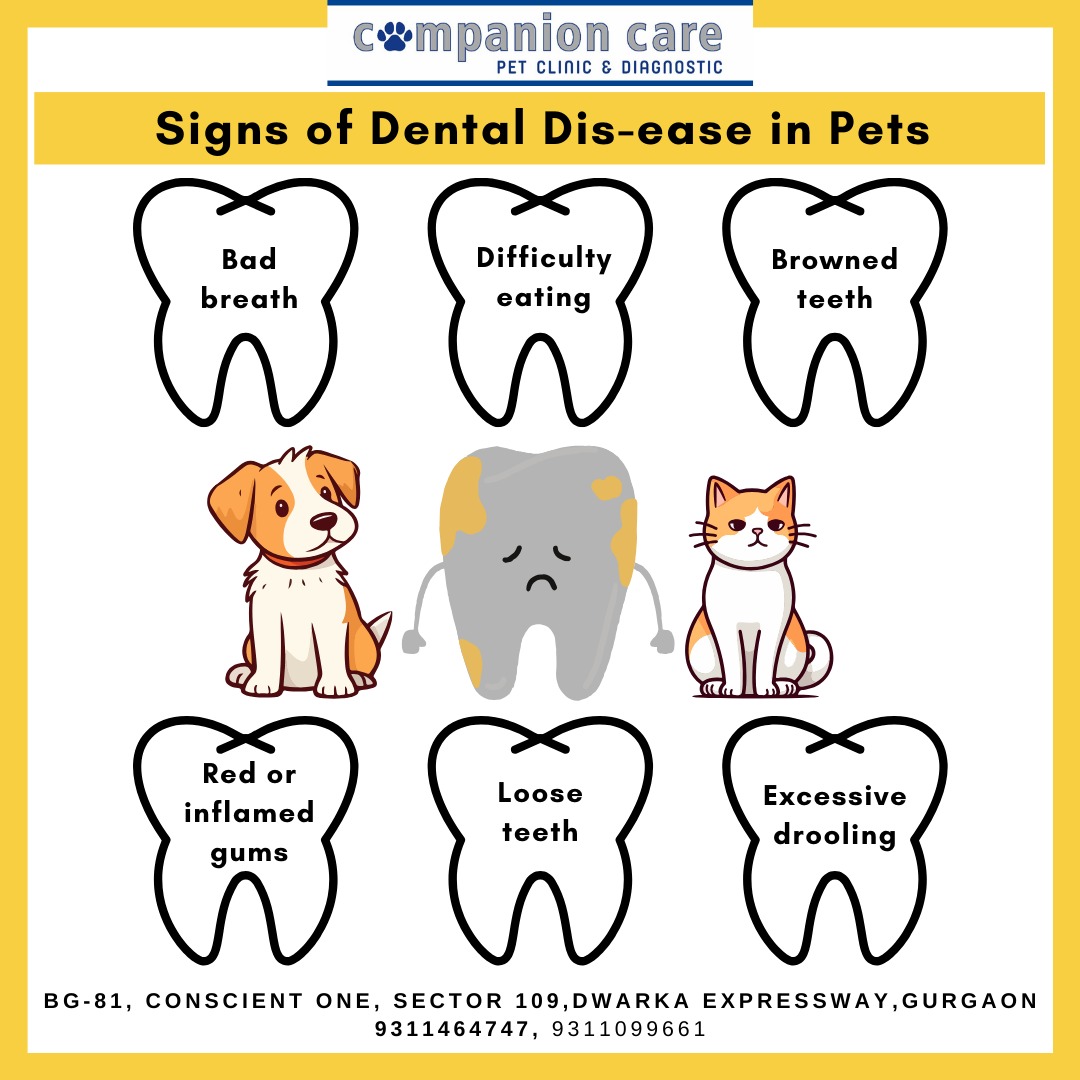 Pet Care Image 7